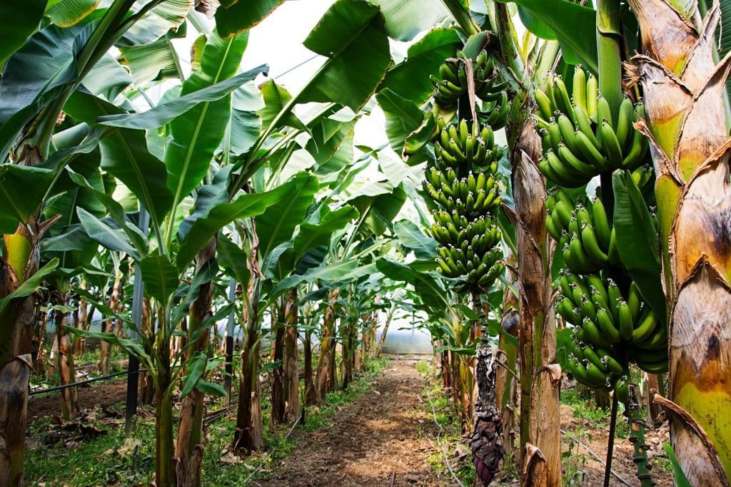 Commercial banana farming business in India with profitable banana cultivation