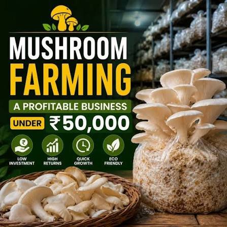 Mushroom farming business in India with fresh oyster mushroom packing and local market preparation