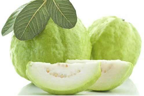 Profitable guava farming business in India with high-yield commercial guava orchard