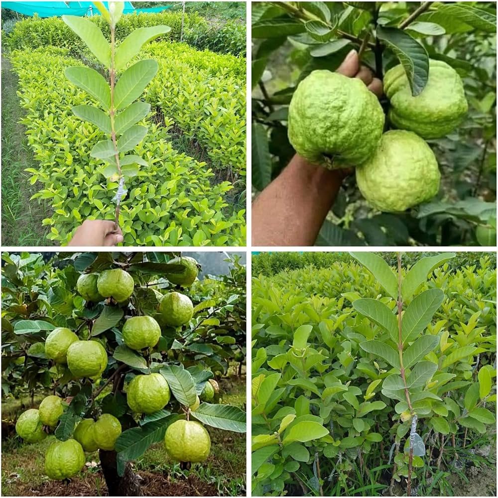 Commercial guava farming in India from cultivation to profitable guava market