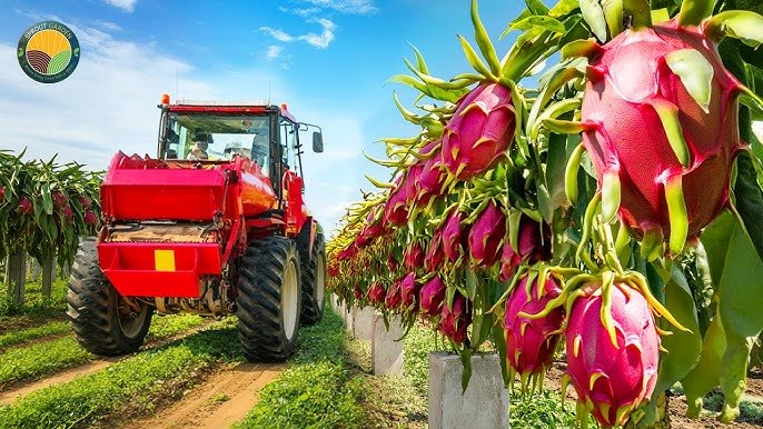 Dragon Fruit Planting and Spacing for dragon fruit cultivation in India