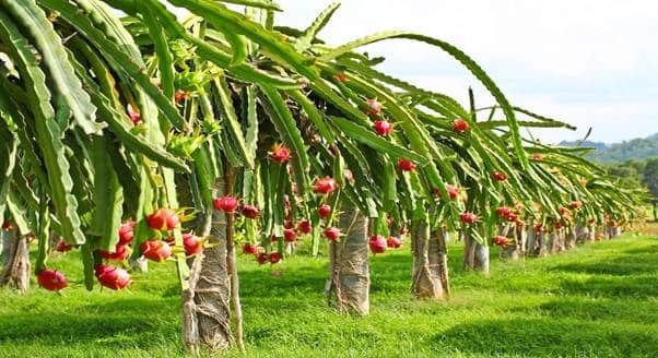 Dragon Fruit Farming Profit Per Acre in India with fresh commercial dragon fruit harvest