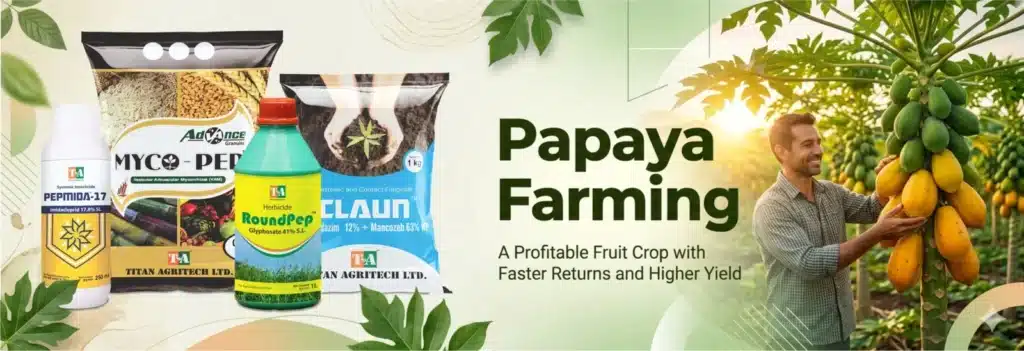 Papaya farming business in India showing commercial papaya cultivation, harvest and farm income opportunity