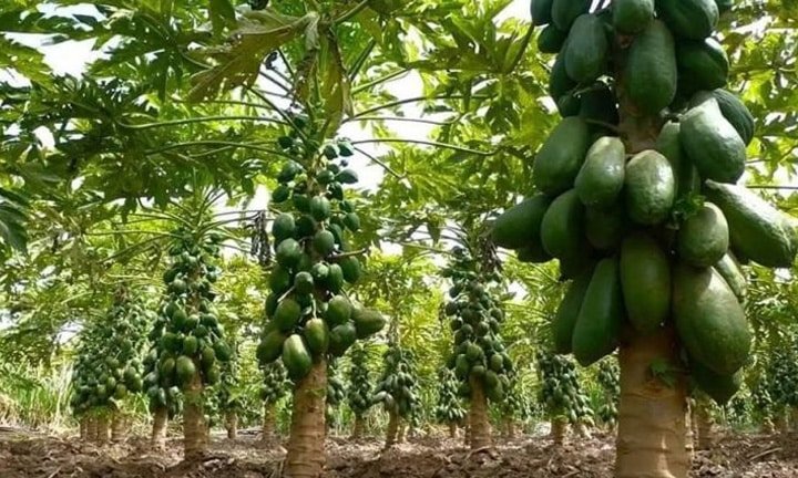 Commercial papaya farming in India with healthy papaya plants, drip irrigation and fresh fruit harvest