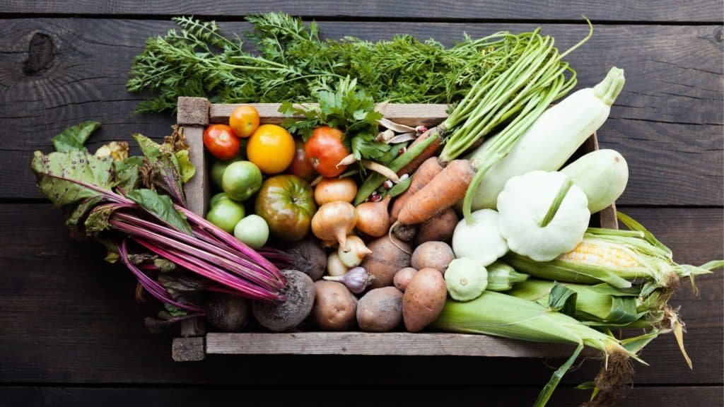 Profitable summer vegetable farming in India with fresh cucumber and okra harvest