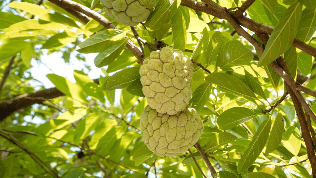 Profitable custard apple farming business in India with premium Sitaphal harvest and commercial orchard