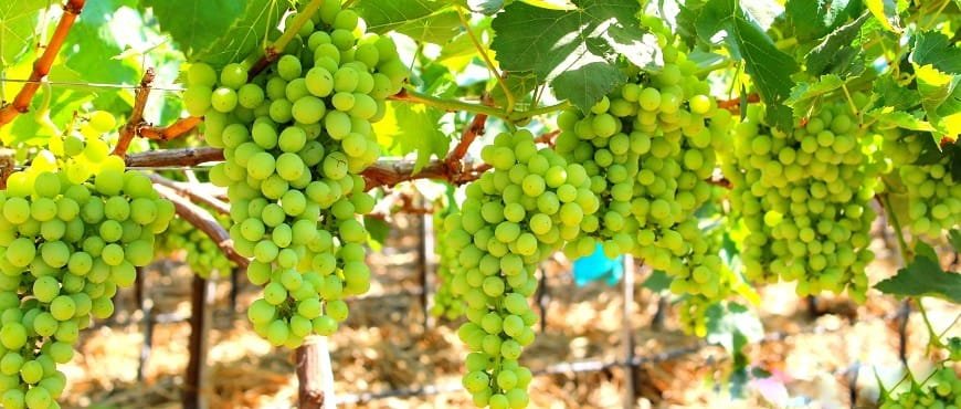 Fresh grape harvesting process in India showing commercial grape farming and vineyard production