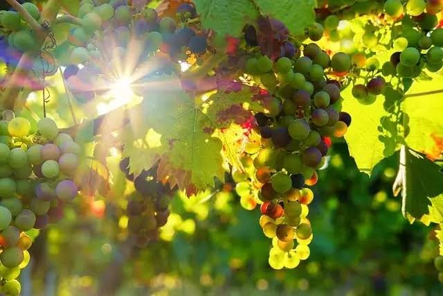 Indian farmer using modern grape farming techniques for profitable grape cultivation business