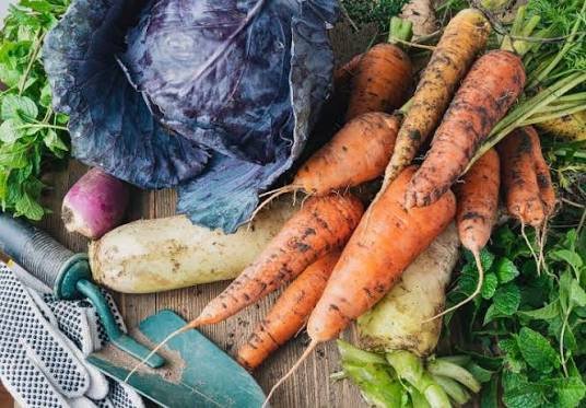 Summer vegetable farming in India using drip irrigation for profitable crop production