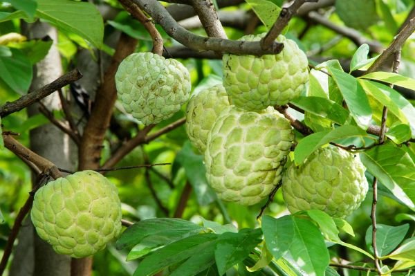 Custard apple cultivation in India showing modern orchard management, drip irrigation and high-yield Sitaphal trees
