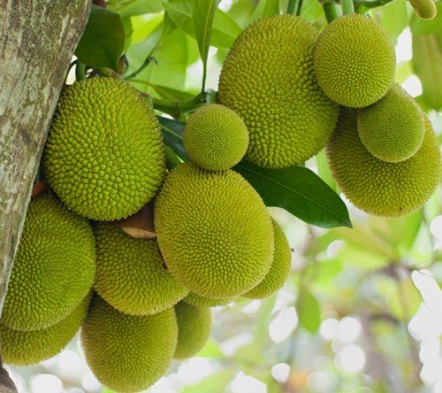 Commercial jackfruit farming in India showing fresh jackfruit harvest