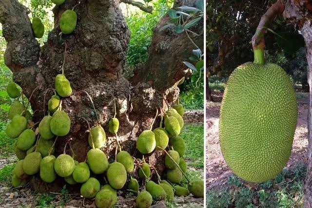 Jackfruit cultivation in India showing commercial orchard planting method