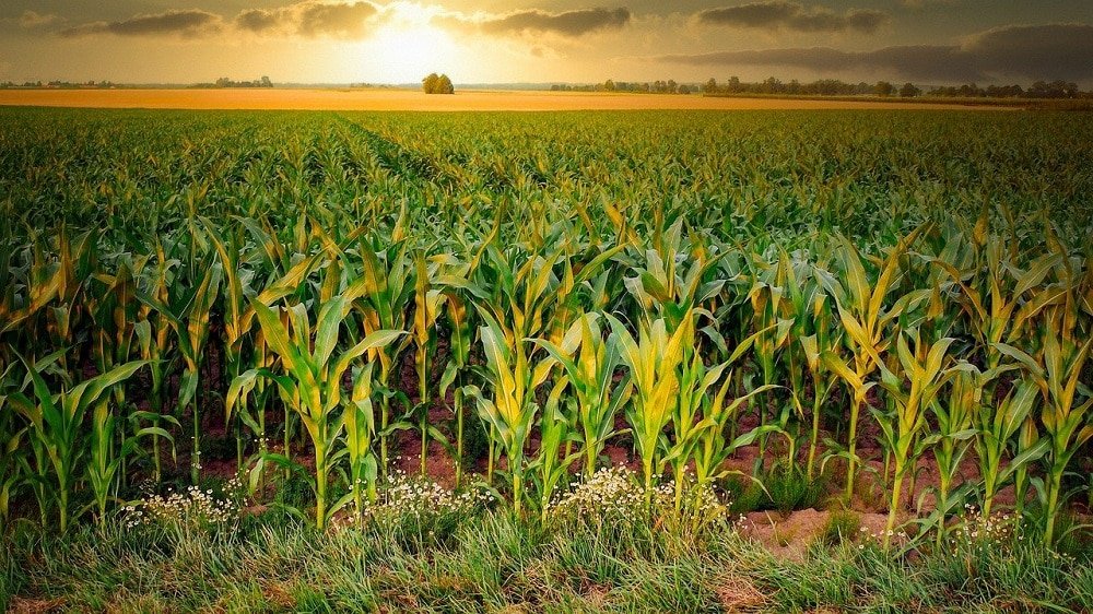 Modern maize cultivation in India using high-yield farming practices