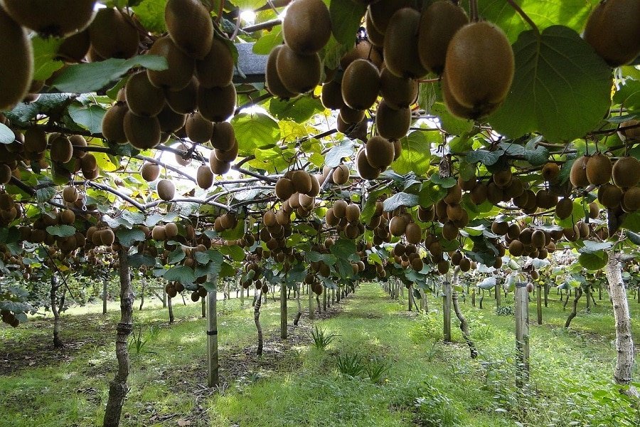 Commercial kiwi fruit farming in India with high-yield orchard
