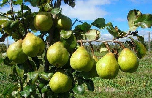 Pear farming profit in India through harvesting, grading and marketing of quality pear fruits.