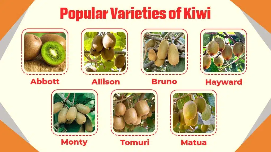 Commercial kiwi fruit cultivation in India with high-yield kiwi orchard