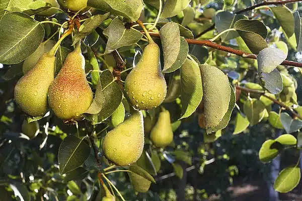 Pear orchard management in India with drip irrigation, pruning and healthy pear fruit development.
