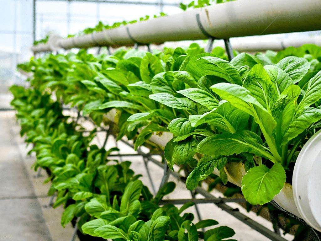 Urban vertical farming facility producing fresh hydroponic vegetables with controlled environment agriculture technology.