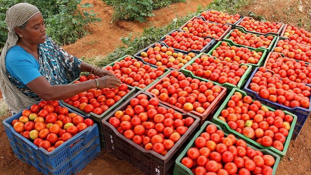 Tomato harvesting, grading and marketing for a commercial tomato farming business in India.