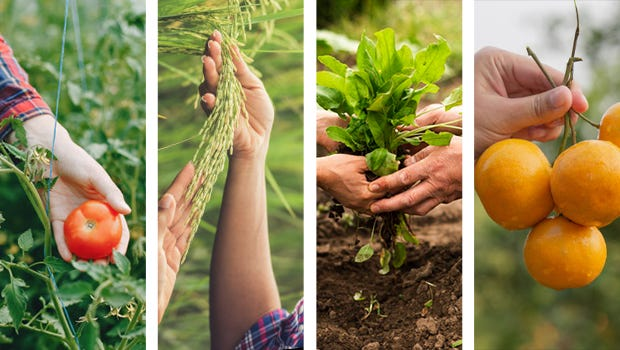 Organic vs inorganic farming comparison showing sustainable farming and conventional agriculture methods