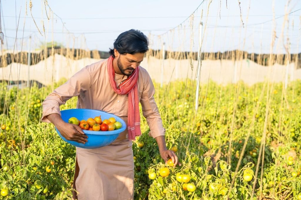 Healthy tomato plants, drip irrigation and ripe tomato fruits grown using modern tomato cultivation techniques.
