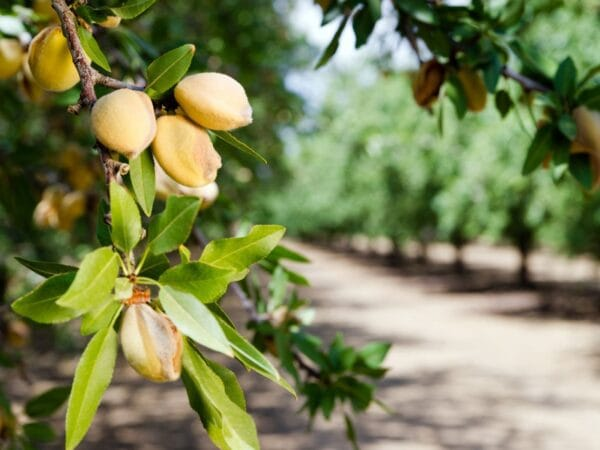 How to grow almonds in India using young almond plants and proper orchard planting methods