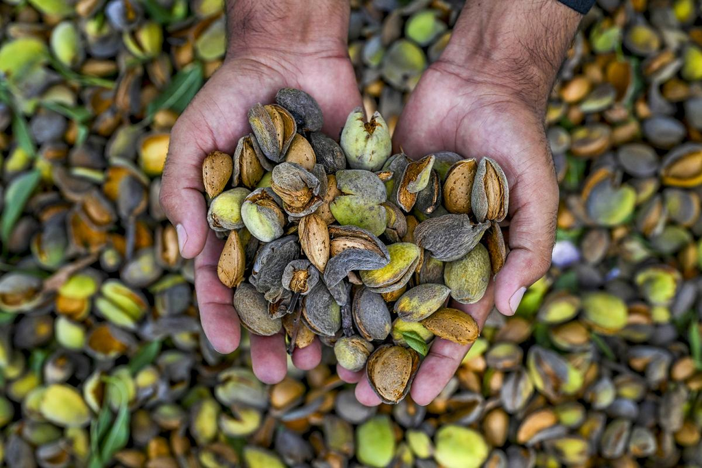 Almond harvesting in India with farmers collecting mature almonds from an orchard