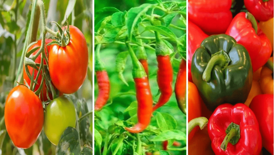 Most profitable vegetable crops in India, including tomato, chilli, cucumber, okra, and capsicum farming.