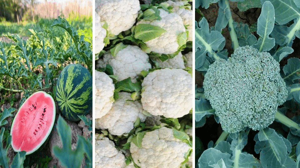 Smart vegetable farming in India using crop planning, drip irrigation, and cost management to improve farm income.