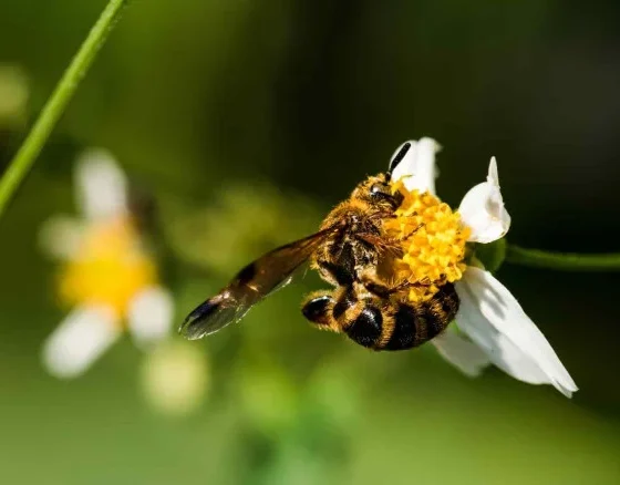bee pollination on flower