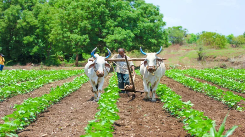 Traditional Farming