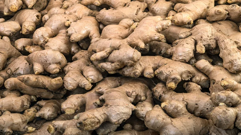 Ginger Cultivation