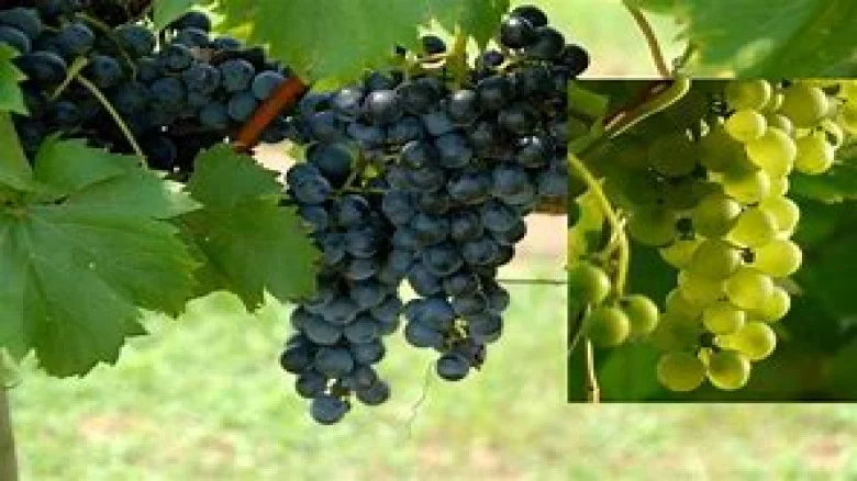 grape farming