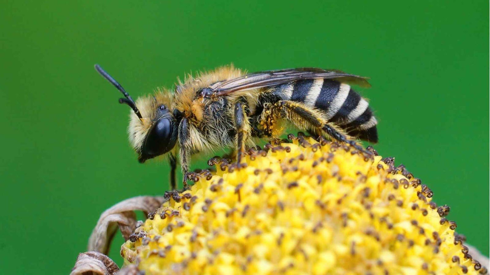 Bee Pollination