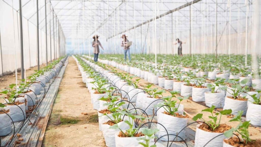 Hydroponics