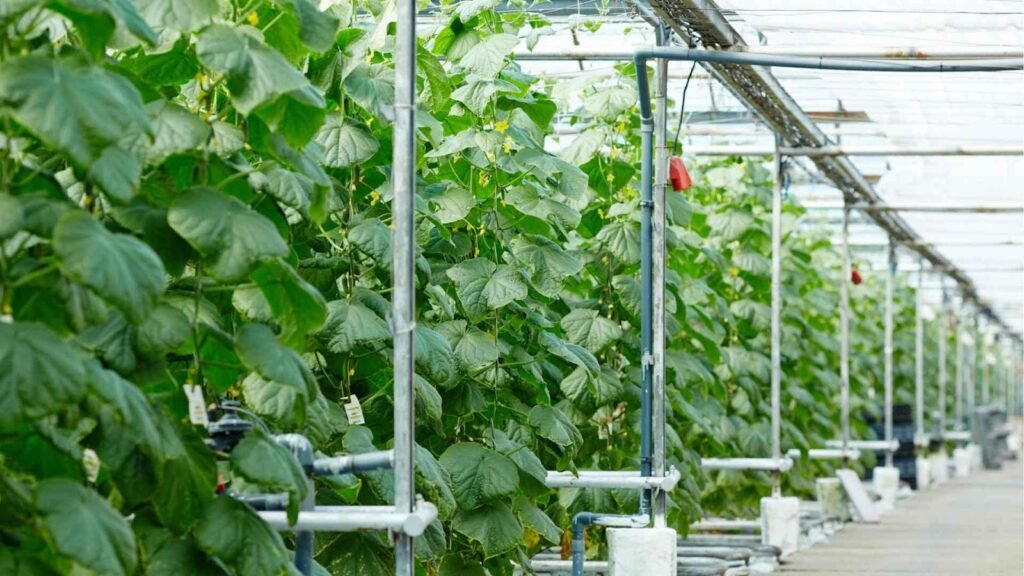 Hydroponics