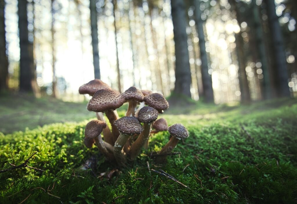 Profitable Mushroom Farming