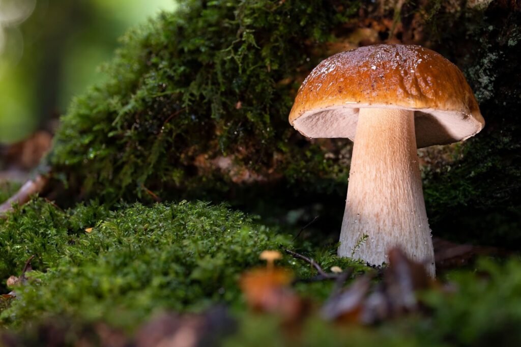 Profitable Mushroom Farming