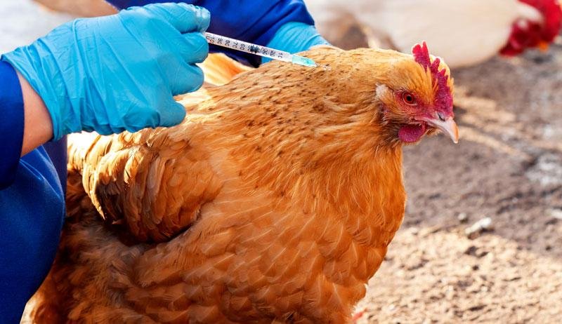 Poultry Farming