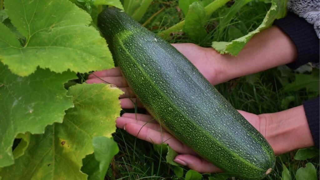 How to Grow Zucchini