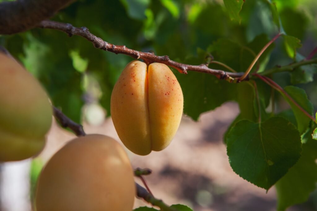 Almonds' Nutritional Power