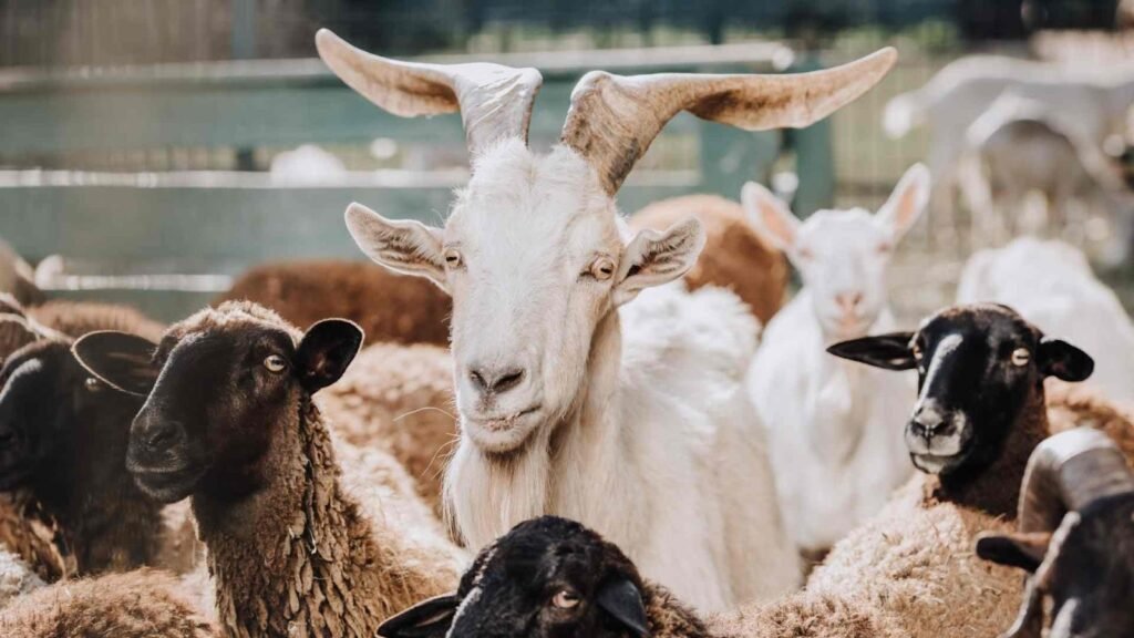 Lambing and Kidding Practices
