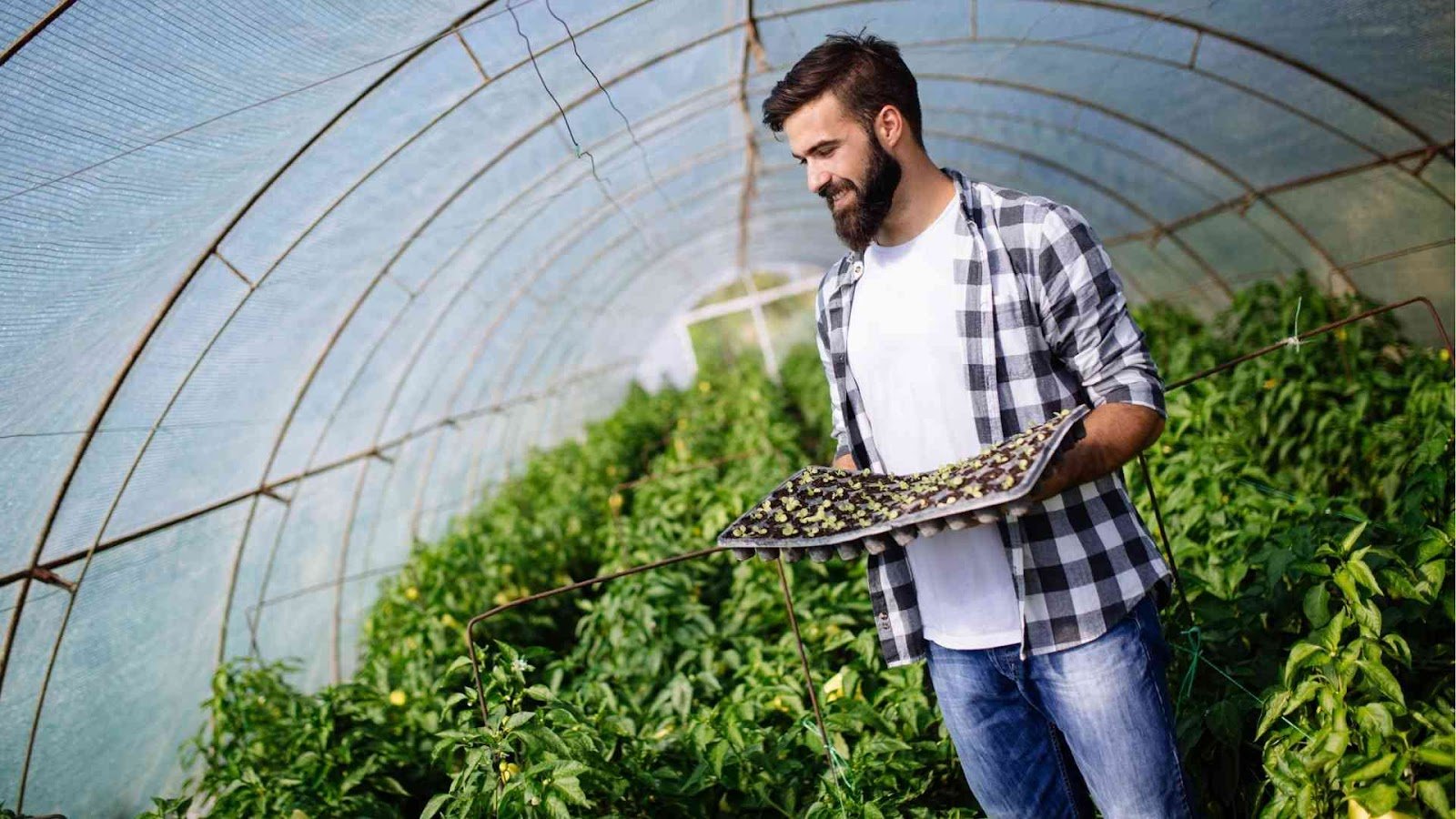 Greenhouse Farming center of man taking crate 