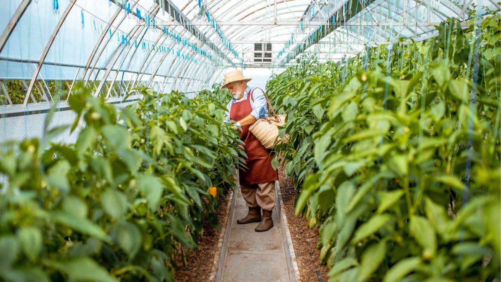green farming in the centre of man