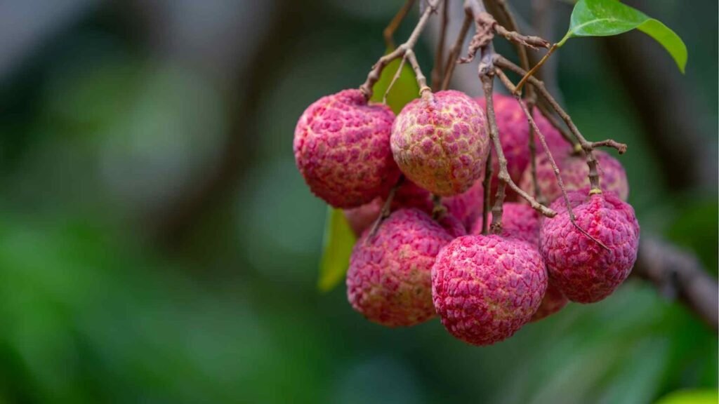 Maximize Your Litchi Yield