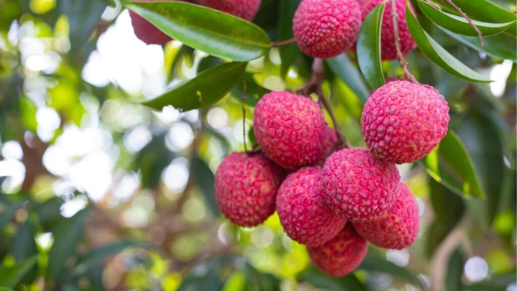 Maximize Your Litchi Yield