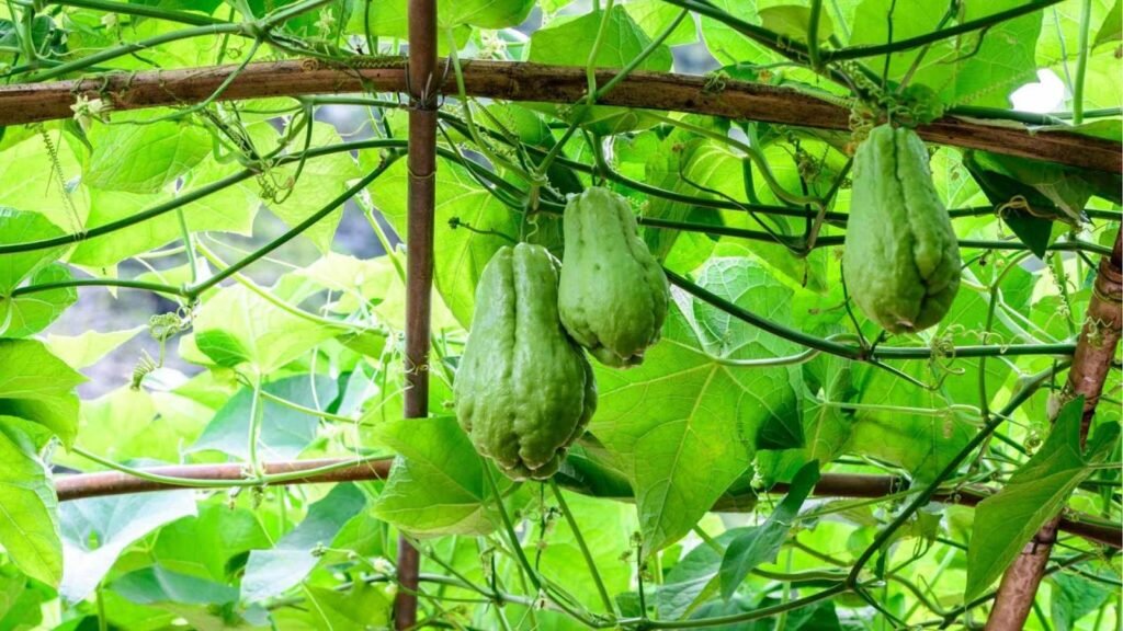 Organic Chow Chow Farming