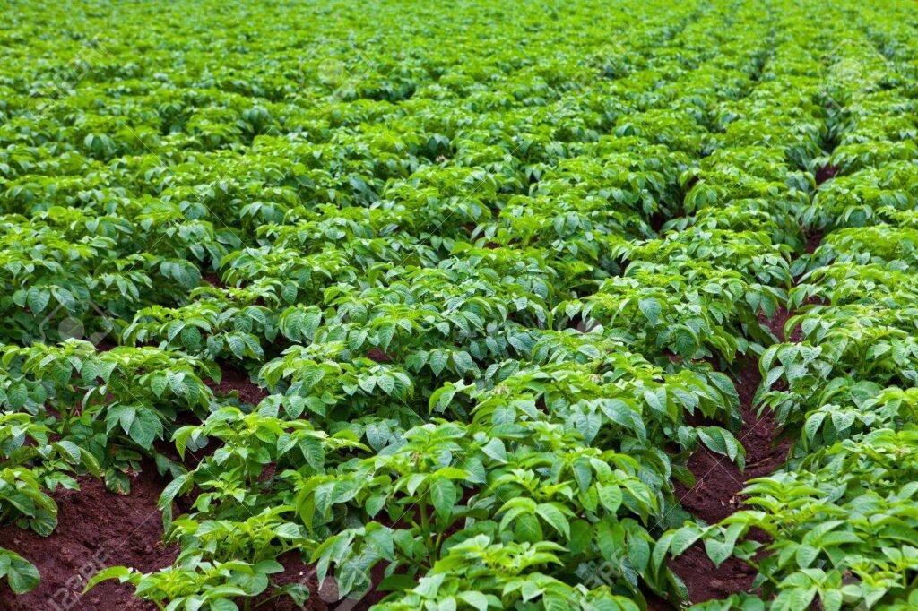 potato green color leaves in the land