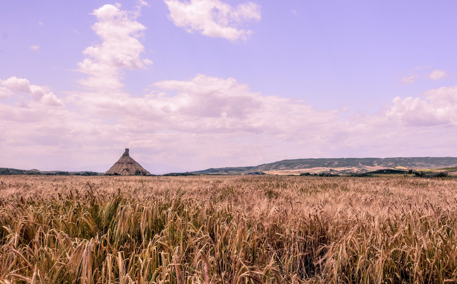 agriculture success land full of wheat