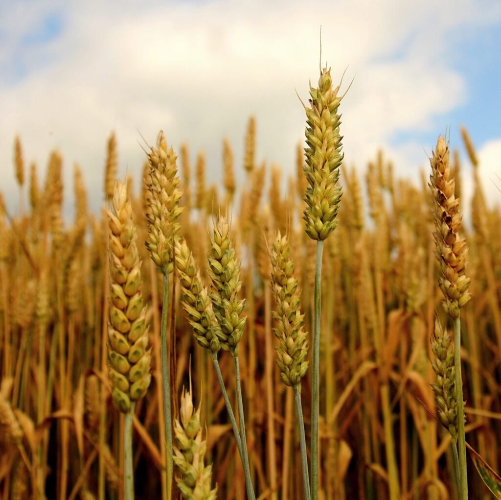 magic of millets